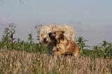 BOUVIER DES ARDENNES 198